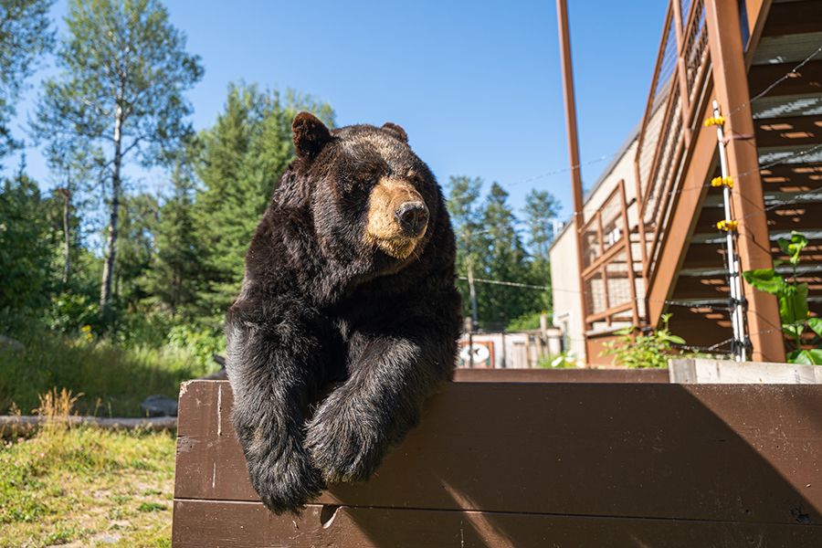 Image of a bear at the North American Bear Center