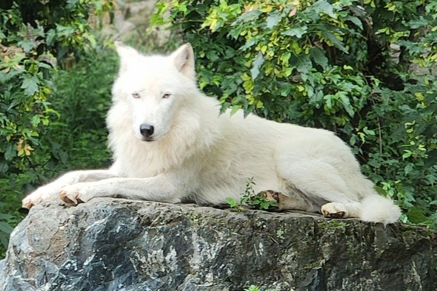 Image of wolf